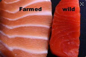 Pilih salmon liar. Foto: stethnews.com