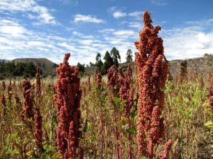 tanaman quinoa