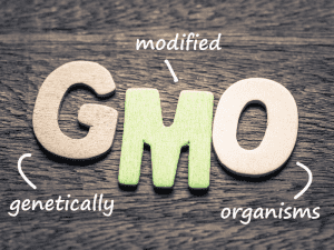 Makanan GMO