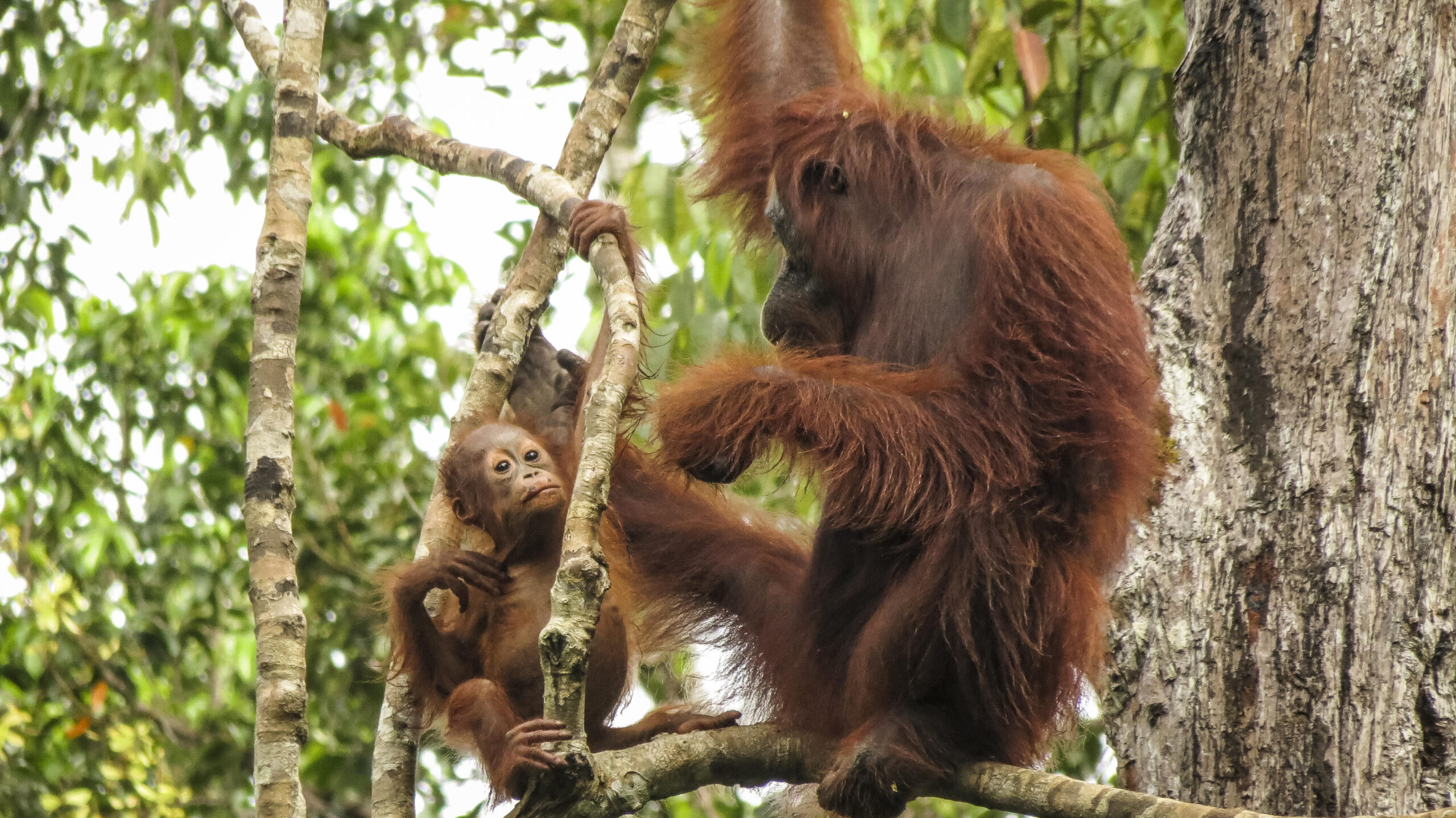 Orang Utan dan bayi terekam di Taman Nasional Tanjung Puting Borneo, Indonesia. Foto: Katie Hawk_TNC