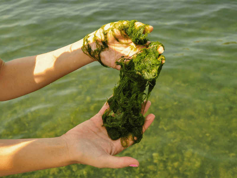 alga makanan protein sustainable