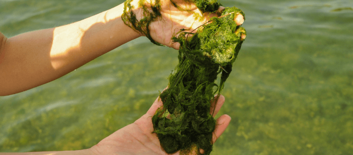 alga makanan protein sustainable