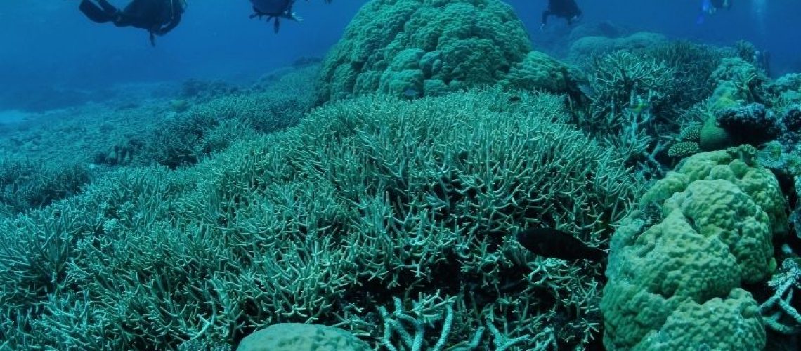 tabir surya pemutihan terumbu karang